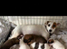 5 adorable 7 week old puppies