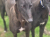 Greyhounds looking for loving homes.