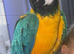 Blue and gold macaw called Mango