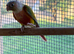 Male conure