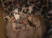 Miniature Dachshund puppies