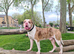 Pedigree for stud