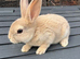 Beautiful Pedigree Standard Rex Bunny Looking for a Loving Home