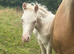 Cremello section B colt foal
