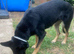 Girl puppy free 2 good home