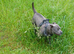 Staffie blue