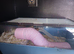 Mice for sale