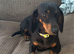 Miniature Dachshund