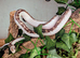 Black Rat Snake Female