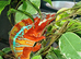 Male panther chameleon with full set up
