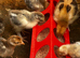 Chicks from day olds