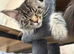 Maine coon, 5 months old