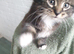 Lovely kitten