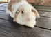 Female mini lop