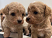 Adorable Rare Tiny Maltipoo