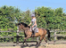 Super Kind 4yo 16hh TB gelding