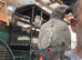 Congo African grey, baby for sale