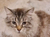 Mixed Breed/Half Maine Coone Adult Male Cat for Re-Homing