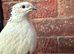 Beautiful all White Male Japanese Coturnix Quail