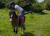 12.2/3H - 4Yo - Ride & Drive - Bay - Gelding - Riding Pony