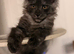 Stunning black smoked girl from polydactyl dad ready now