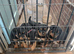 Kc registered very chunky solid pups