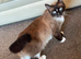 British Short Hair and Ragdoll Mixed Breed Kittens