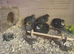 Button Quail