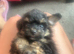 2 x Female puppies from a litter of 6 left