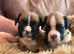 Kc reg boxer puppies long/bob tail