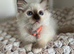 Stunning gccf chocolate ragdoll girl
