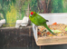 Kakariki