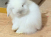 Double Maned Lionhead Babies