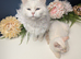 Gorgeous Siberian kittens