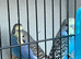 Canary and budgies