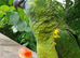 Wanted for loving family amazon or African grey.