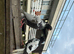Pigeons for Sale available Now
