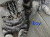 Bsh. Silver Classic Tabby .