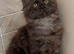 Beautiful Black Maine Coon Girl &ndash; 3 Years Old