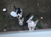 3 kittens for sale 2 girls one boy