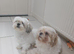 Adult female shih tzu wanted between 2 and 5yrs old
