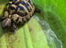 Trio of hermann tortoises with outdoor enclosure