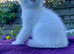 Golden Colourpoint Kittens in Tamworth