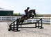 Stunning 13.2hh competition pony