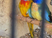 Male Splendid Parakeets