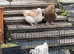Beautiful young laying chicken