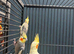 Stunning Young Cockatiels