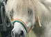 Shetland gelding looking for the right home