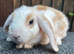 Young Mini Plysh Lops available. Hypoallergenic fur.