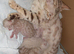 SNOW BABY CATS